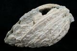 Huge Crystal Filled Fossil Clam - Rucks Pit, FL #5534-6